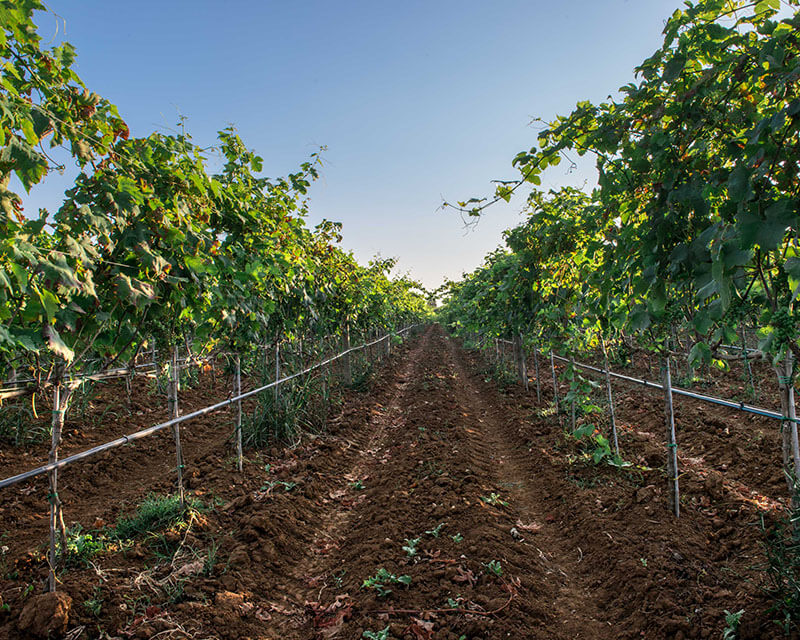 Tenuta Corallo Winery