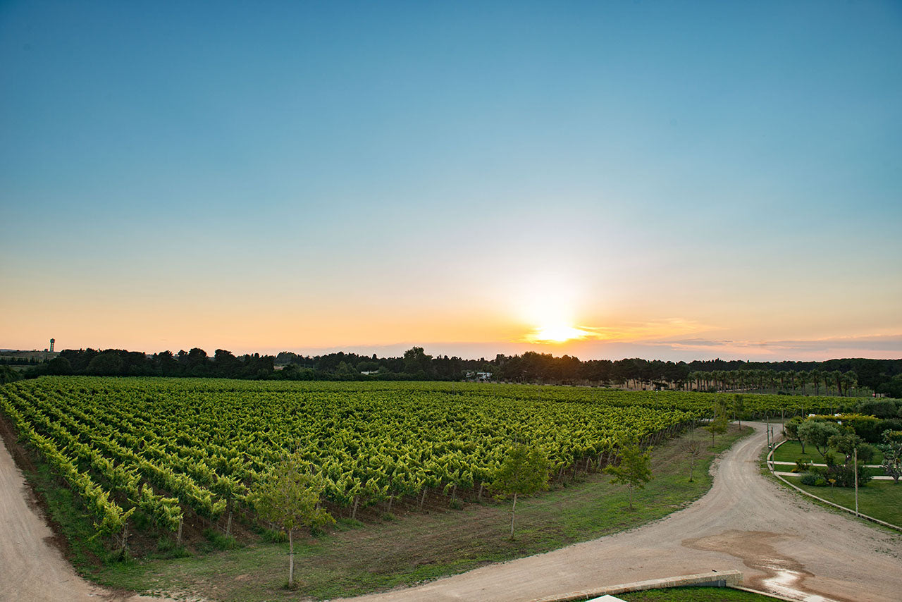 Tenuta Corallo Winery