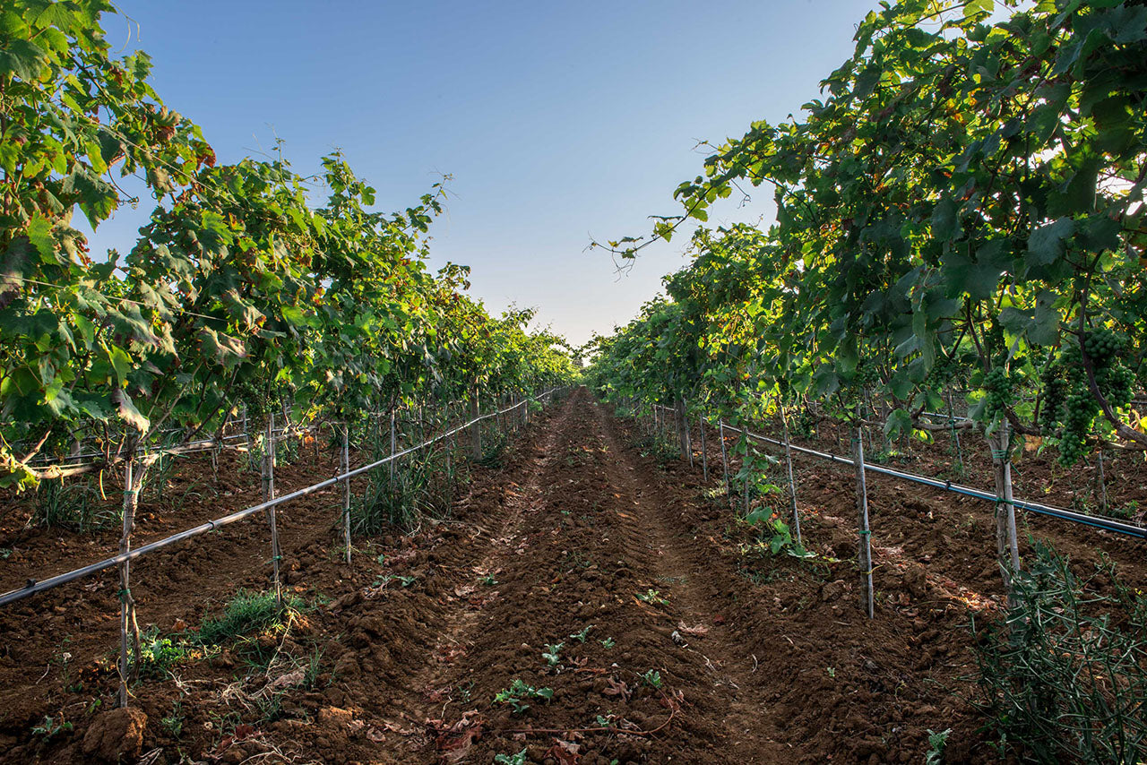 Tenuta Corallo Winery