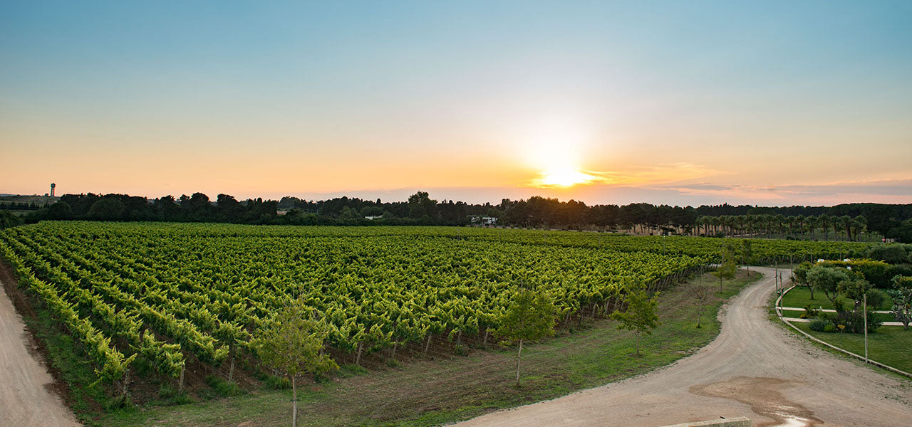 Tenuta Corallo Winery