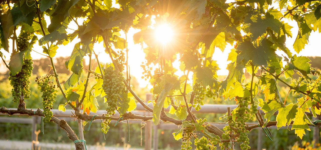 Tenuta Corallo Winery