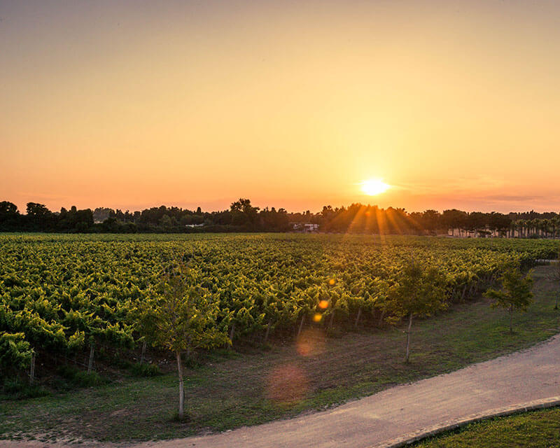 Tenuta Corallo Winery