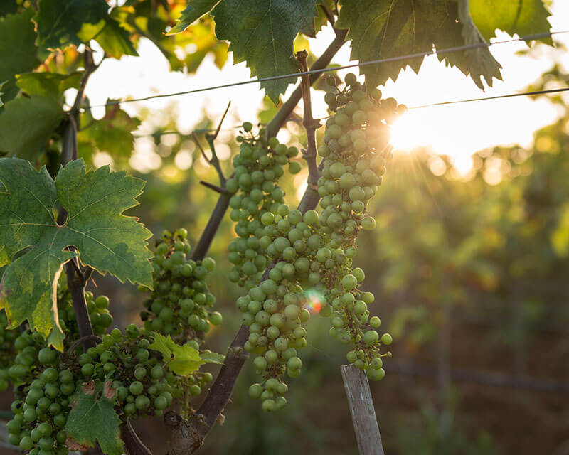 Tenuta Corallo Winery