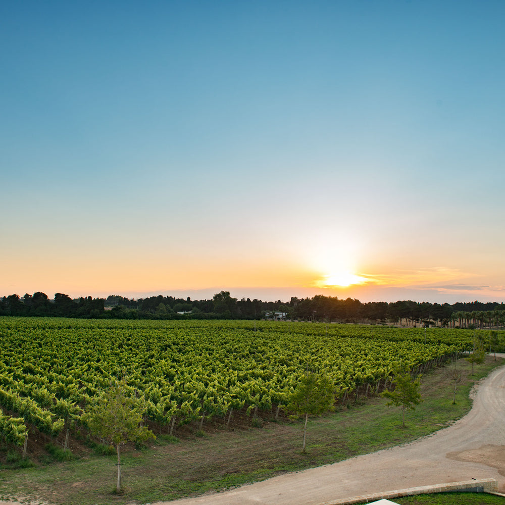 Tenuta Corallo Winery