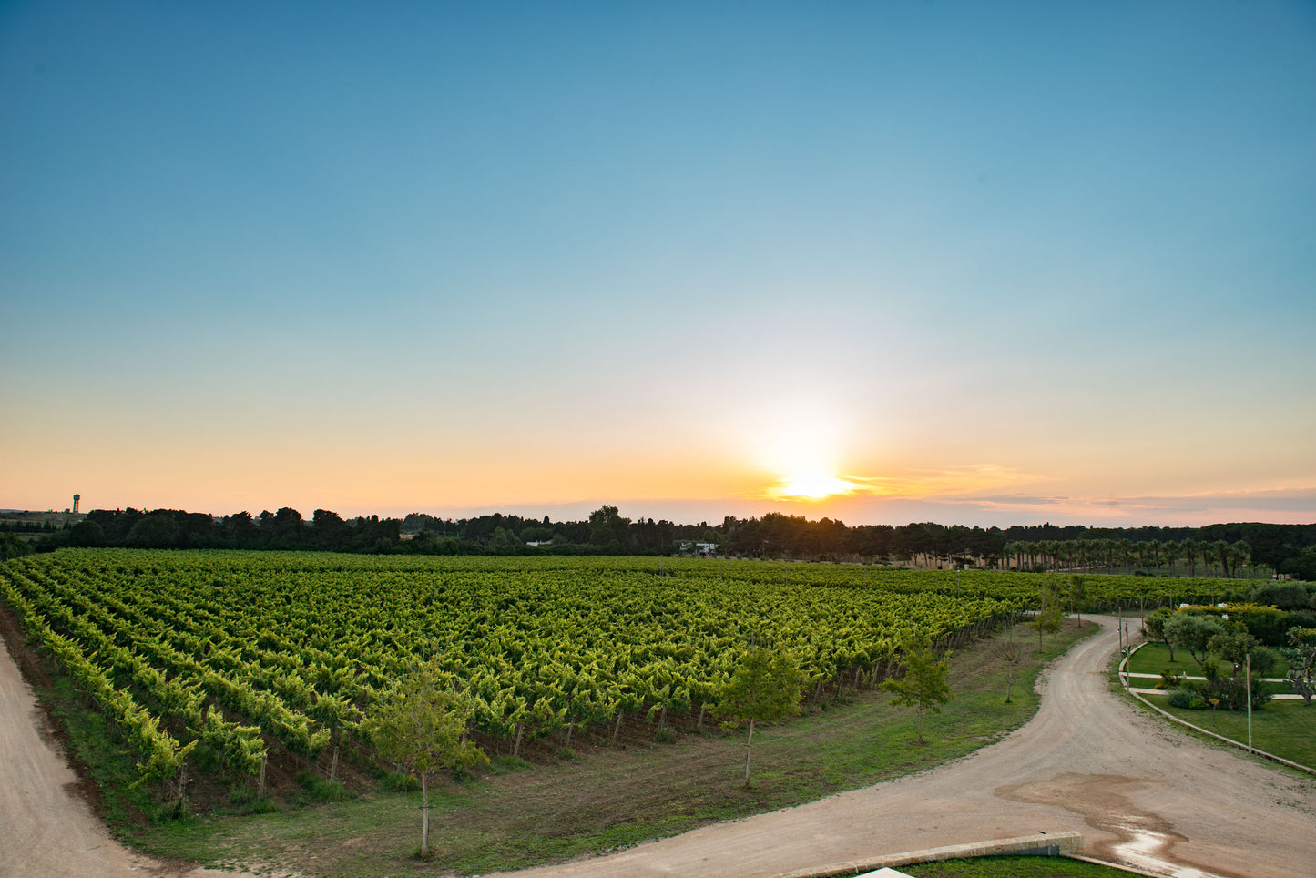 Tenuta Corallo Winery